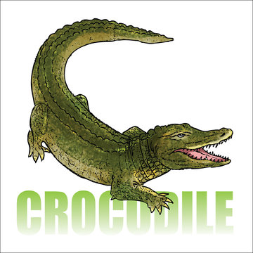 Crocodile - alligator - vector illustration