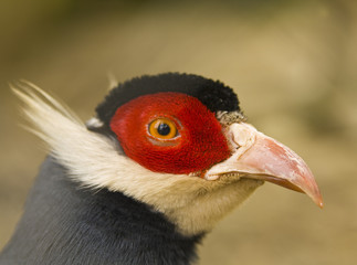 Blue-eared pheasant