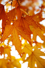 Red autumn leaves on the trees
