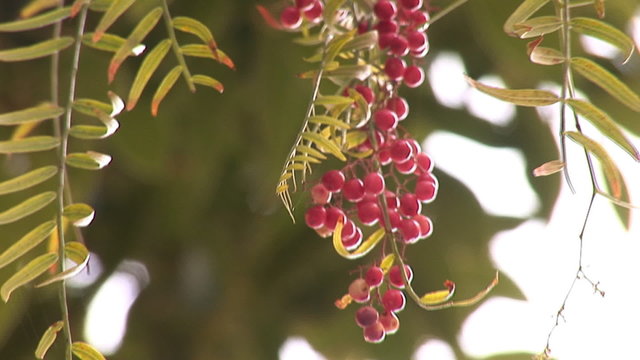 pink pepper and  laurel tree