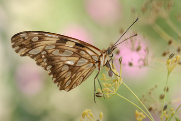 Agraulis vanillae - Passion Butterfly