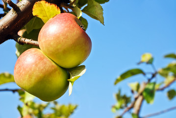 Two apples on a tree