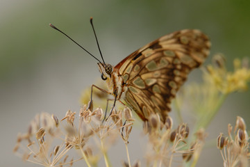 Agraulis vanillae - Passion Butterfly