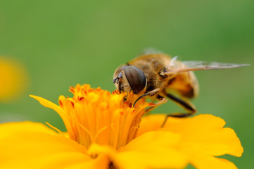 Sirfido - (syrphidae)