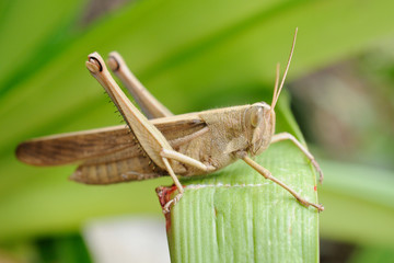 Cavalletta