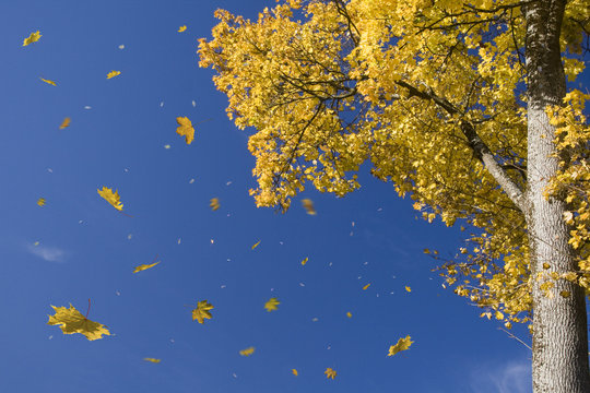 Herbstlaub im Wind