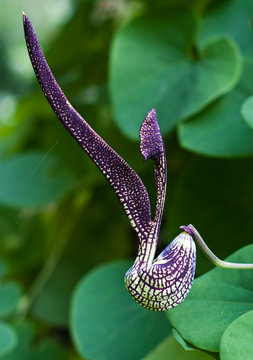 gaping dutchman's pipe flower  (Aristolochia ringens Vahl.)
