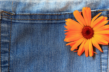 Marigold flower on jeans background