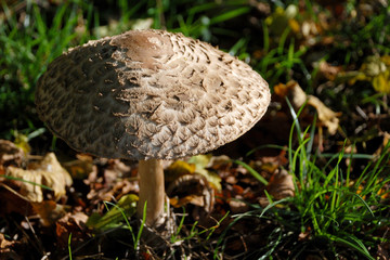 Texture of a shaggy parasol mushroom cap