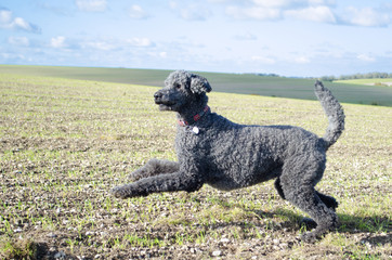 Pouncing Poodle against outdoor landscape