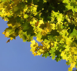 Yellow and green leaves of a maple