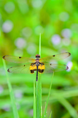 Rhyothemis Phyllis, Yellow Barred Flutterer, Dragonfly with blac