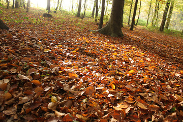 Plakat Wald im Herbst