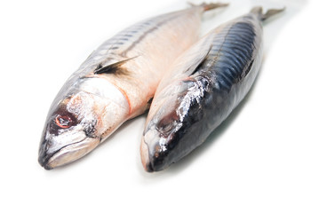 Two fresh mackerel isolated over white background