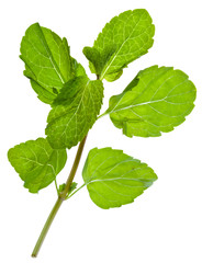 green leaves of fresh peppermint
