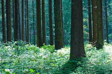 forest