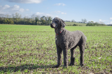 Grey standard Poodle standing alert