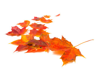 autumn maple leaves over white background