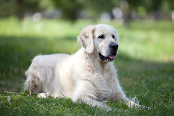 Beauty Golden Retriever dog