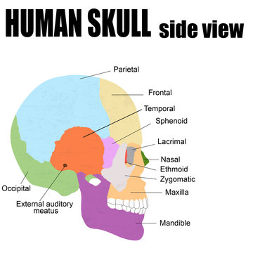 Side view of Human Skull