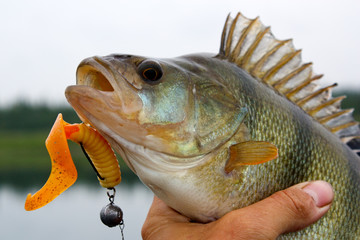 The big perch