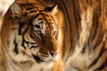 Tigre siberiana