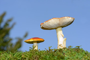 2 Pilze auf der Wiese