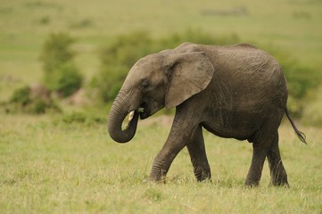 Fototapeta na wymiar Młody słoń