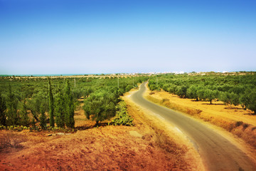 Naklejka premium Road in Africa