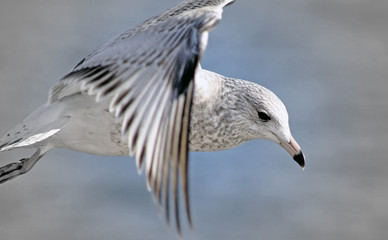 Seagull In Flight