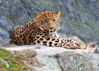 Fototapeten Leopard auf Felsen © JackF