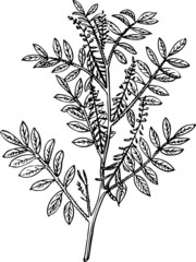 Branch of plant