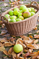 Crop of green apples in basket