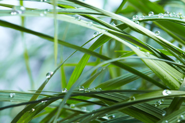 water drops on the green grass