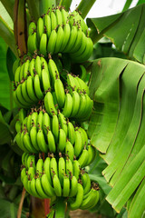 Fototapeta premium Bunch of ripening bananas on the tree in garden