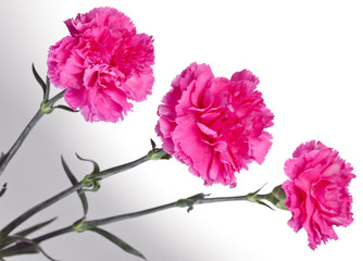 three pink carnations
