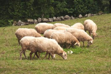 Fototapeta premium MONTONS