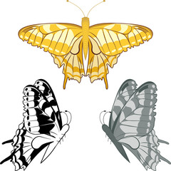 golden butterfly