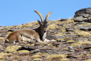 resting Iberian Ibex