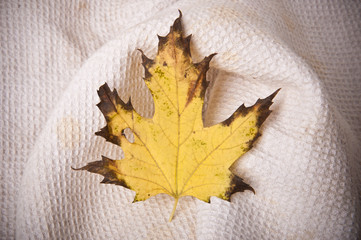 maple-leaf