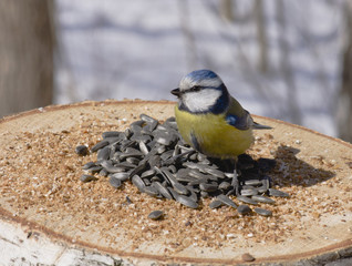 Titmouse