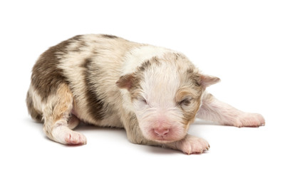 Australian Shepherd puppy, 10 days old