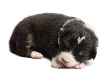 Australian Shepherd puppy sleeping