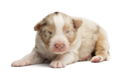 Australian Shepherd puppy sleeping