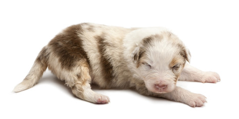 Australian Shepherd puppy, 16 days old