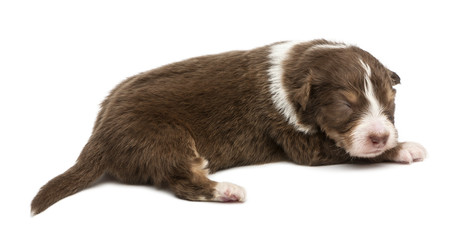 Obraz premium Australian Shepherd puppy, 16 days old