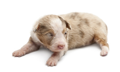 Australian Shepherd puppy, 16 days old