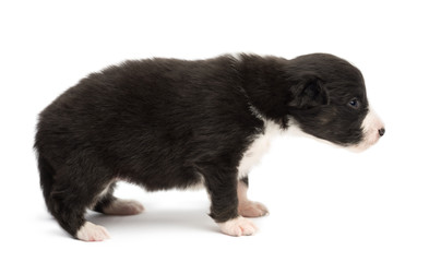 Fototapeta premium Australian Shepherd puppy, 18 days old