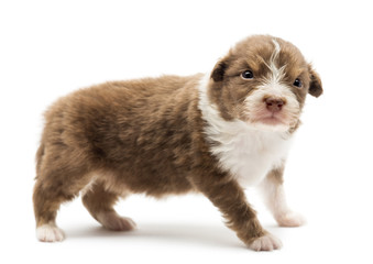 Australian Shepherd puppy, 22 days old