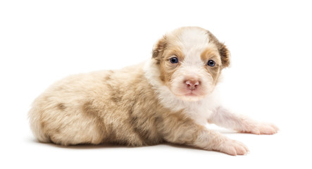 Obraz premium Australian Shepherd puppy, 22 days old